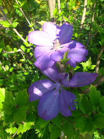 DSC_4618 - Clematis