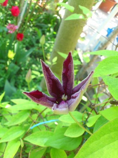 DSC_4646 - Clematis