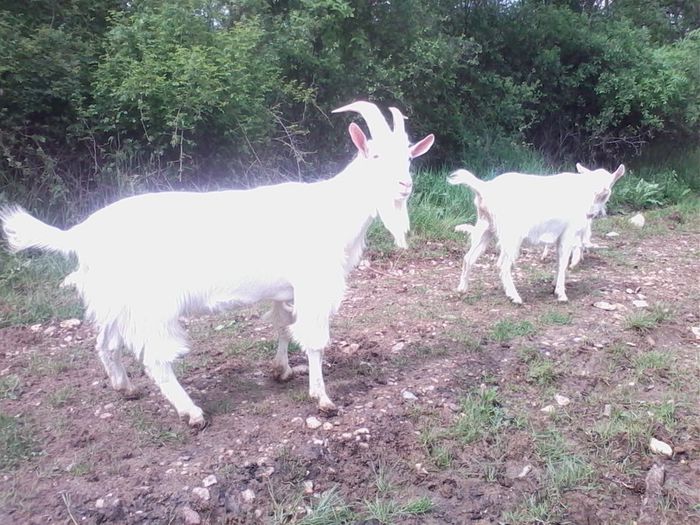 IMG_20140503_145511 - CAPRE ALBE SI BALTATE - AU RAMAS DOAR AMINTIRE