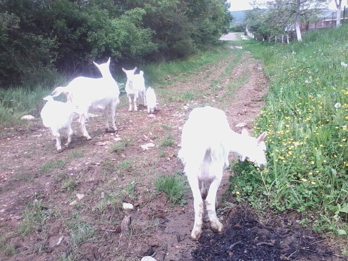 IMG_20140503_145536 - CAPRE ALBE SI BALTATE - AU RAMAS DOAR AMINTIRE