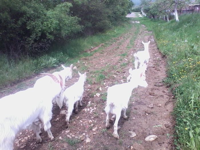 IMG_20140503_145556 - CAPRE ALBE SI BALTATE - AU RAMAS DOAR AMINTIRE