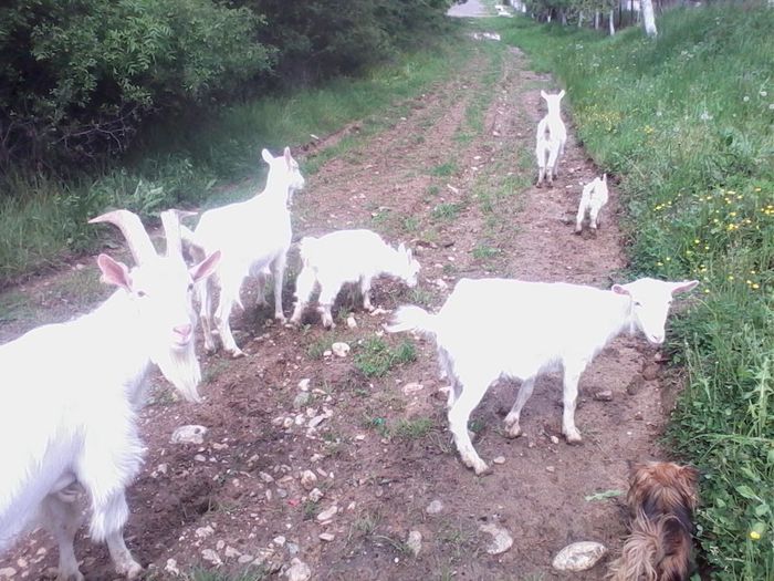 IMG_20140503_145600 - CAPRE ALBE SI BALTATE - AU RAMAS DOAR AMINTIRE