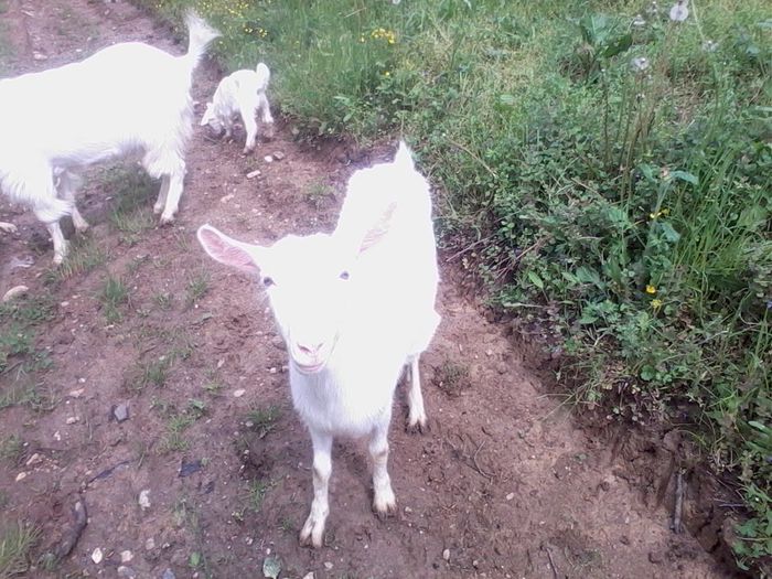 IMG_20140503_145616 - CAPRE ALBE SI BALTATE - AU RAMAS DOAR AMINTIRE