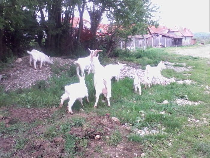 IMG_20140503_145757 - CAPRE ALBE SI BALTATE - AU RAMAS DOAR AMINTIRE
