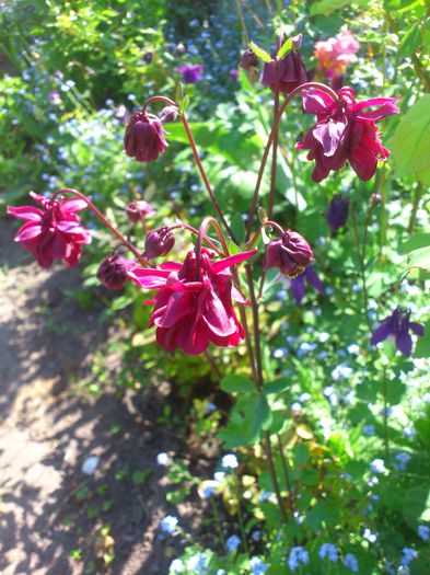 DSC_4626 - Aquillegia