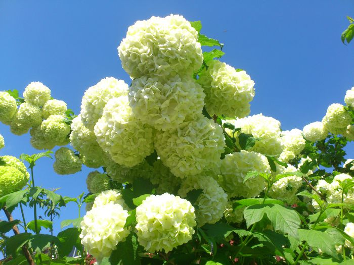 DSC_4635 - Viburnum sau Calin