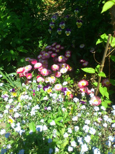 DSC_4648 - PRIMAVARA 2014