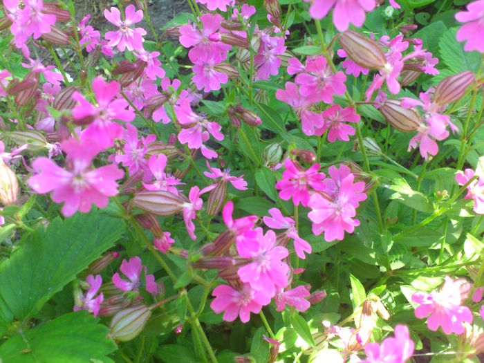 DSC_4634 - PRIMAVARA 2014