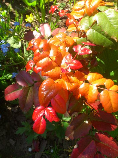 DSC_4631 - PRIMAVARA 2014