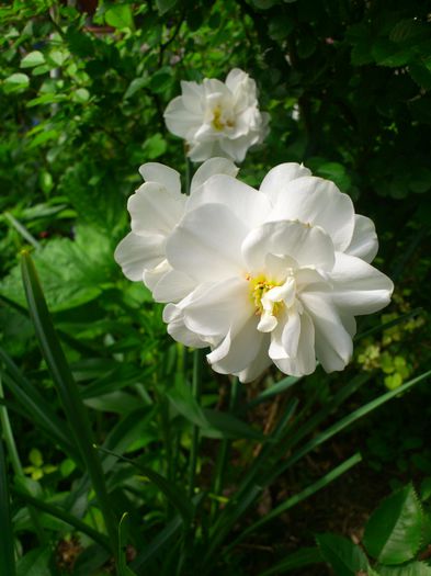 DSC_4562 - PRIMAVARA 2014