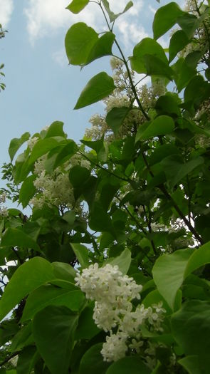 a inflorit si liliacul