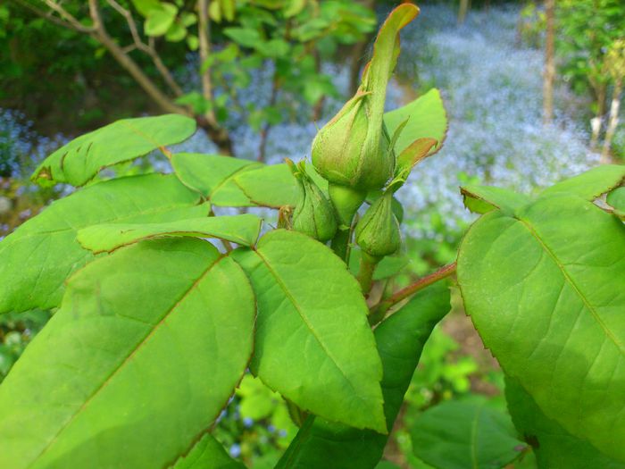 DSC_4556 - PRIMAVARA 2014