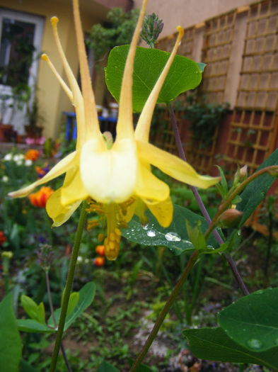 Aquilegia Chrisantha Yellow Queen - CALDARUSA- FLOAREA PERFECTA