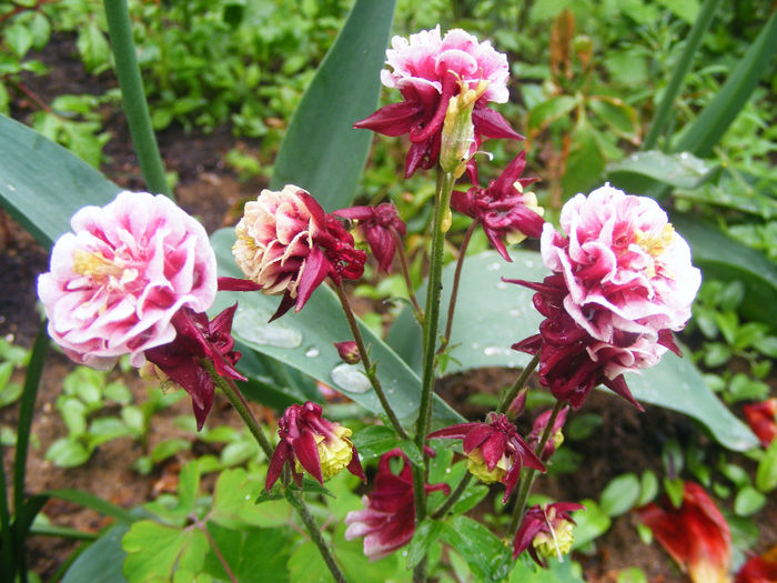 Aquilegia Winky Double Red & White - CALDARUSA- FLOAREA PERFECTA