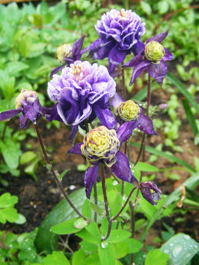Aquilegia Winky Double Blue & White - CALDARUSA- FLOAREA PERFECTA