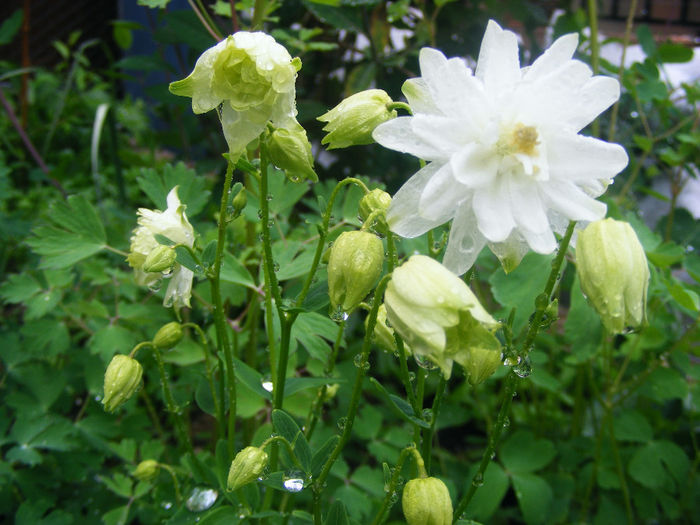 Aquilegia White Barlow - CALDARUSA- FLOAREA PERFECTA