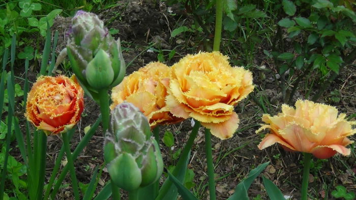 inca isi aratta frumusetea - c-primavara2014