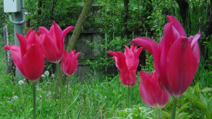 2014-05-3 - c-primavara2014