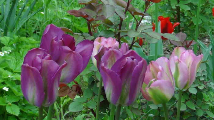 2014-05-3 - c-primavara2014