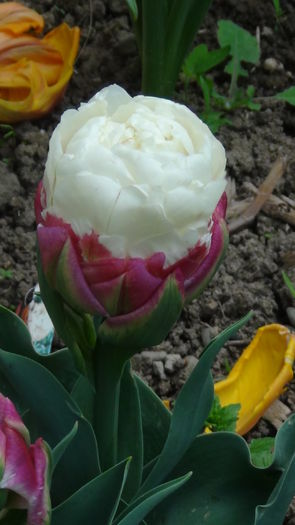 regina lalelelor mele - c-primavara2014