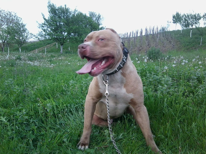 F - American Pitbull Terrier