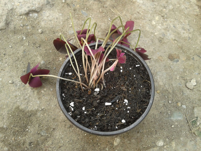 oxalis - achizitii 2014 sunphoto