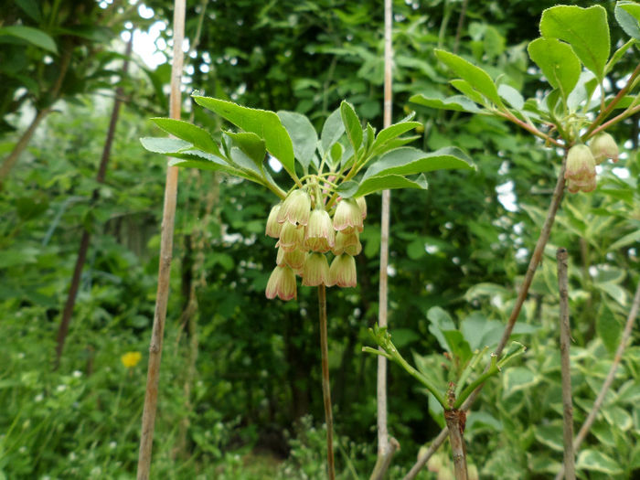 Enkianthus Campanulatus 'Red Bells'
