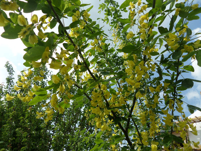 Laburnum