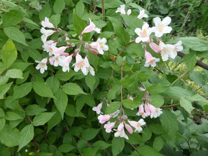 Kolkwitzia amabilis