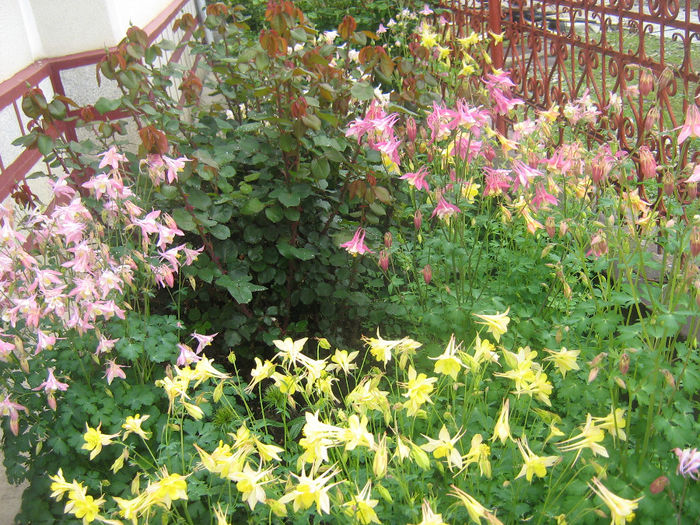 flori in gradina 2014 - In gradina mea