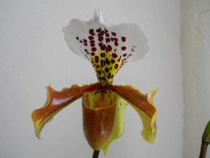 DSCN1590_005 - paphiopedilum