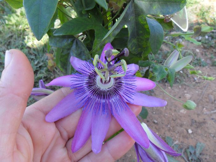 passiflora violaceea - Cateva plante din colectia personala din gradina si altele la vanzare