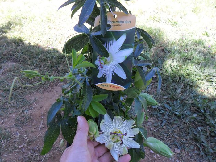 passiflora alba - Cateva plante din colectia personala din gradina si altele la vanzare