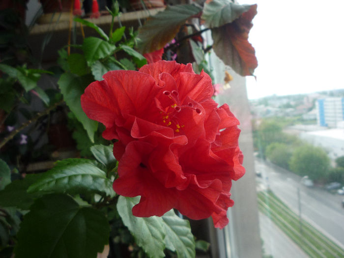 Hibiscus rosu 1