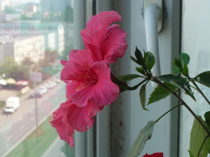 Hibiscus roz