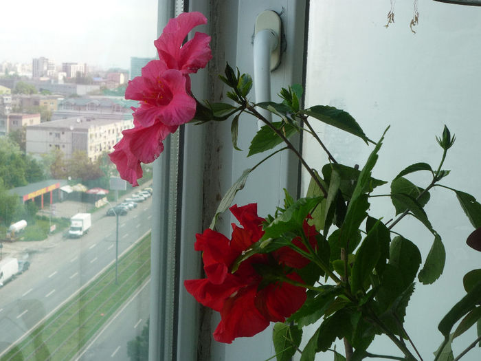 Trandafiri - Flori 2014