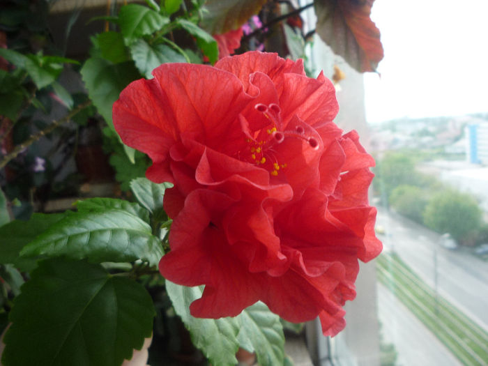 Hibiscus rosu 2