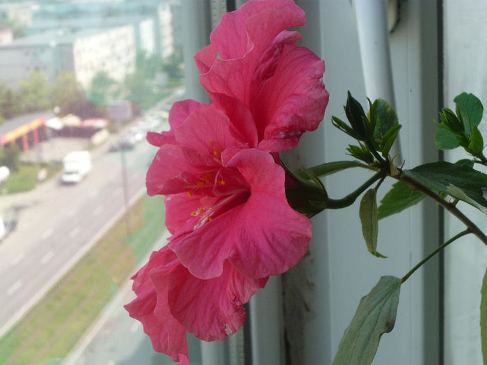 Hibiscus - Flori 2014