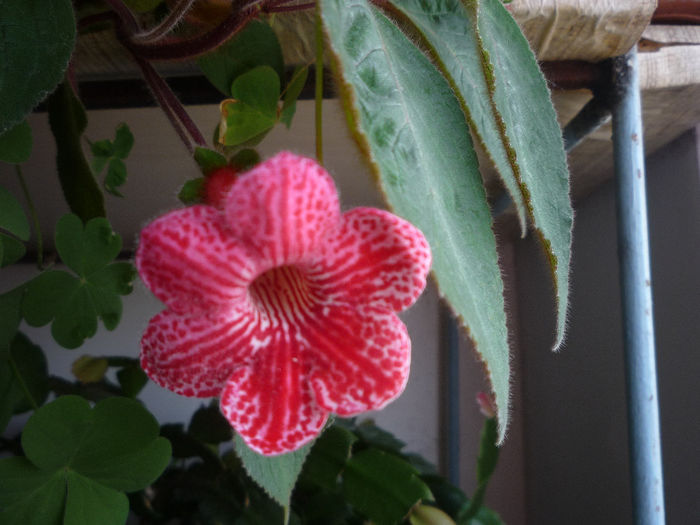 Kohleria 1 - Flori 2014
