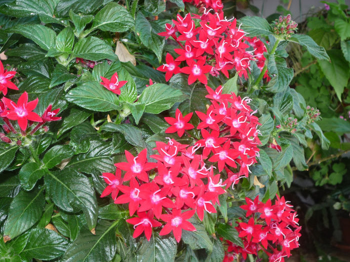 Pentas - Flori 2014