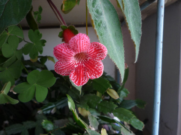 Kohleria - Flori 2014