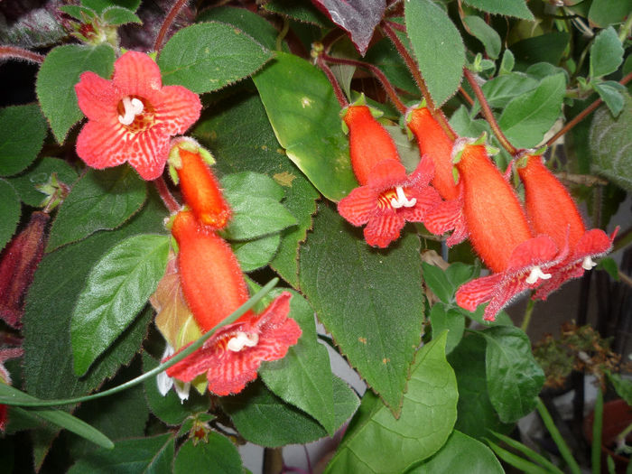 Kohleria 2 - Flori 2014