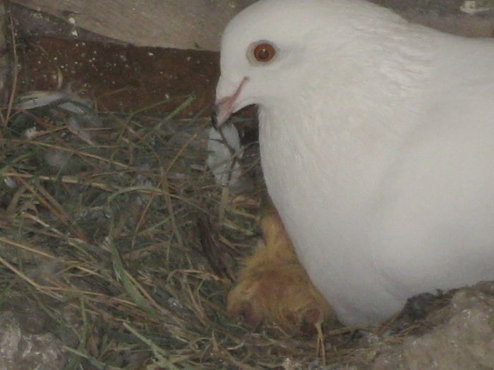 Aprilie 2014 - Porumbeii mei