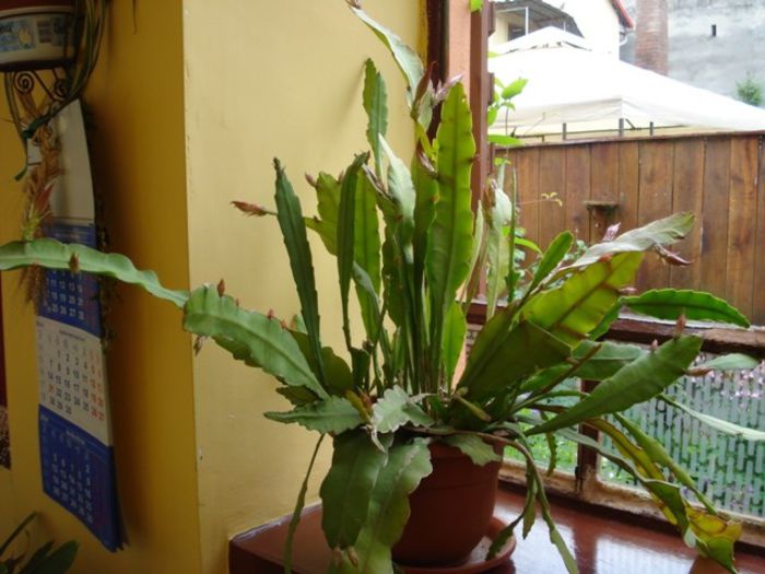 evolutia bobocilor (2) - epiphyllum
