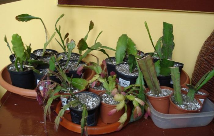 pui de epi si schlumbergera (1)