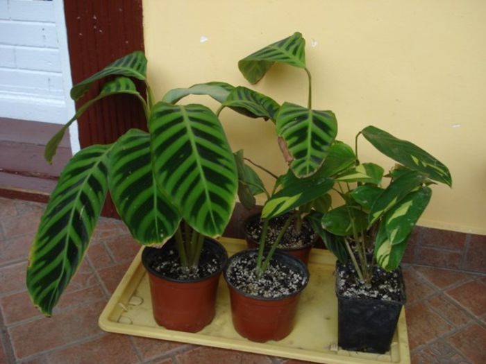separare marantaceae (2)