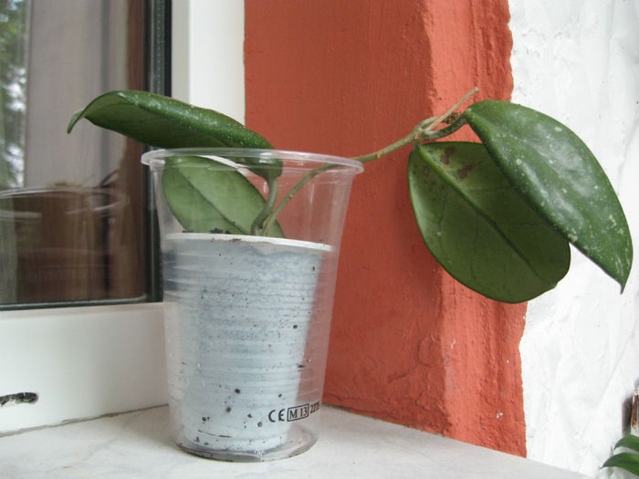 Hoya carnosa