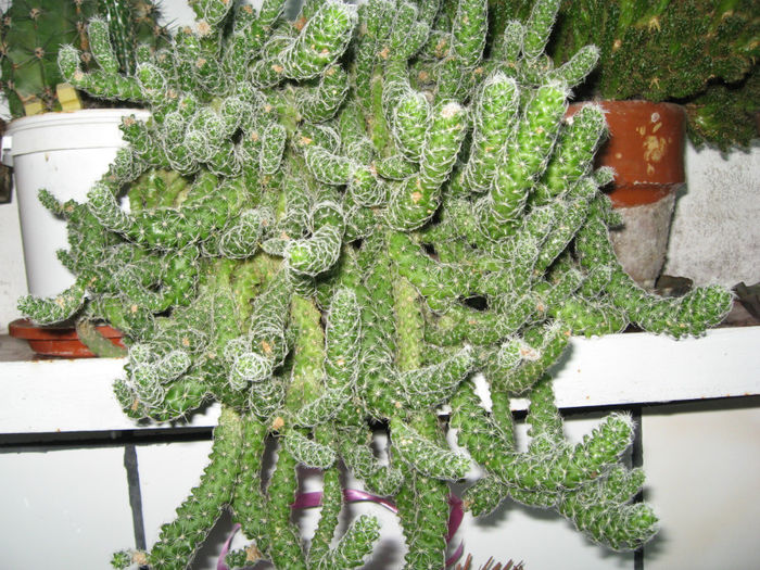 Cactusi suculente - HOYA CARNOSA SI ALTE FLORI DE VANZARE