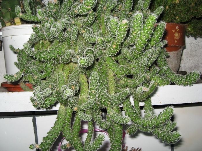 Cactusi suculente