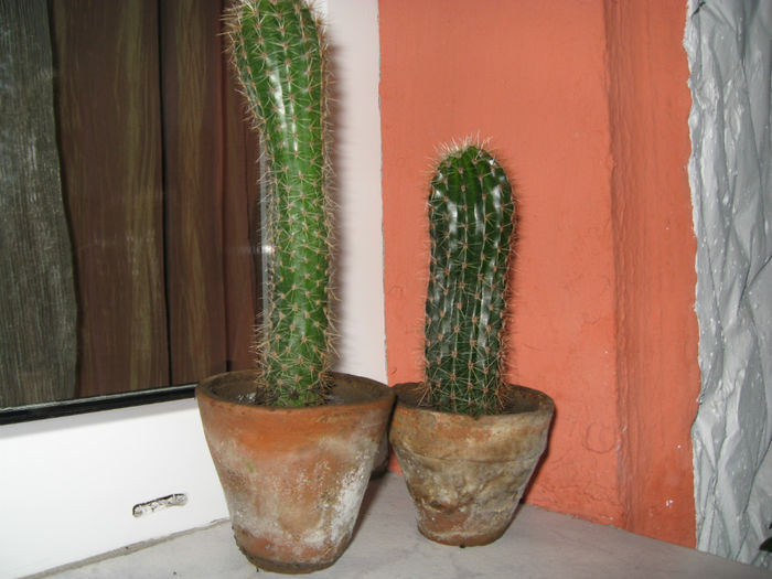 Cactusi suculente - HOYA CARNOSA SI ALTE FLORI DE VANZARE